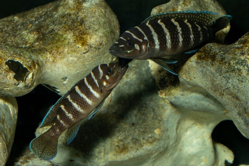 Neolamprologus cylindricus 'Kasanga'